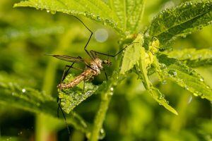Ahuyenta a los mosquitos con estas plantas que además aromatizarán tu hogar