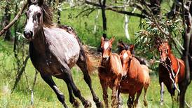 Por estas razones se sacrificarán más de 10 mil caballos salvajes en Australia