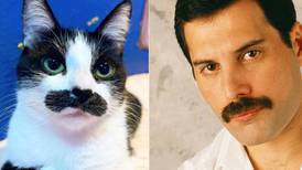 Mostaccioli, la gata que se parece a Freddie Mercury y es tendencia en Instagram