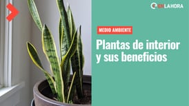 Día Mundial del Medio Ambiente: Conoce el listado de plantas que puedes tener dentro de tu hogar y que beneficiarán tu salud