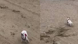 VIDEO | ¡Libertad!: Perrita se hace viral por su divertida reacción al ser soltada en una playa