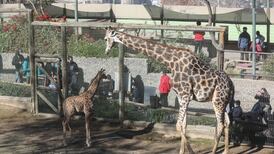 Imperdible: Zoológico Nacional tendrá entrada liberada para todo público desde el 19 de diciembre